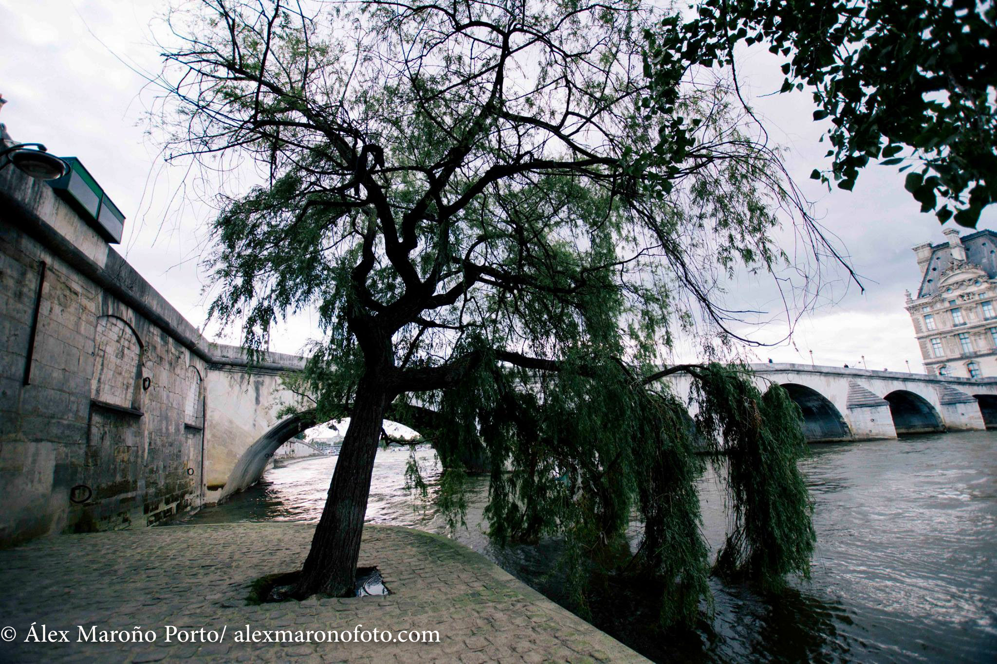 13528578_256435378061583_8781183648685023269_o